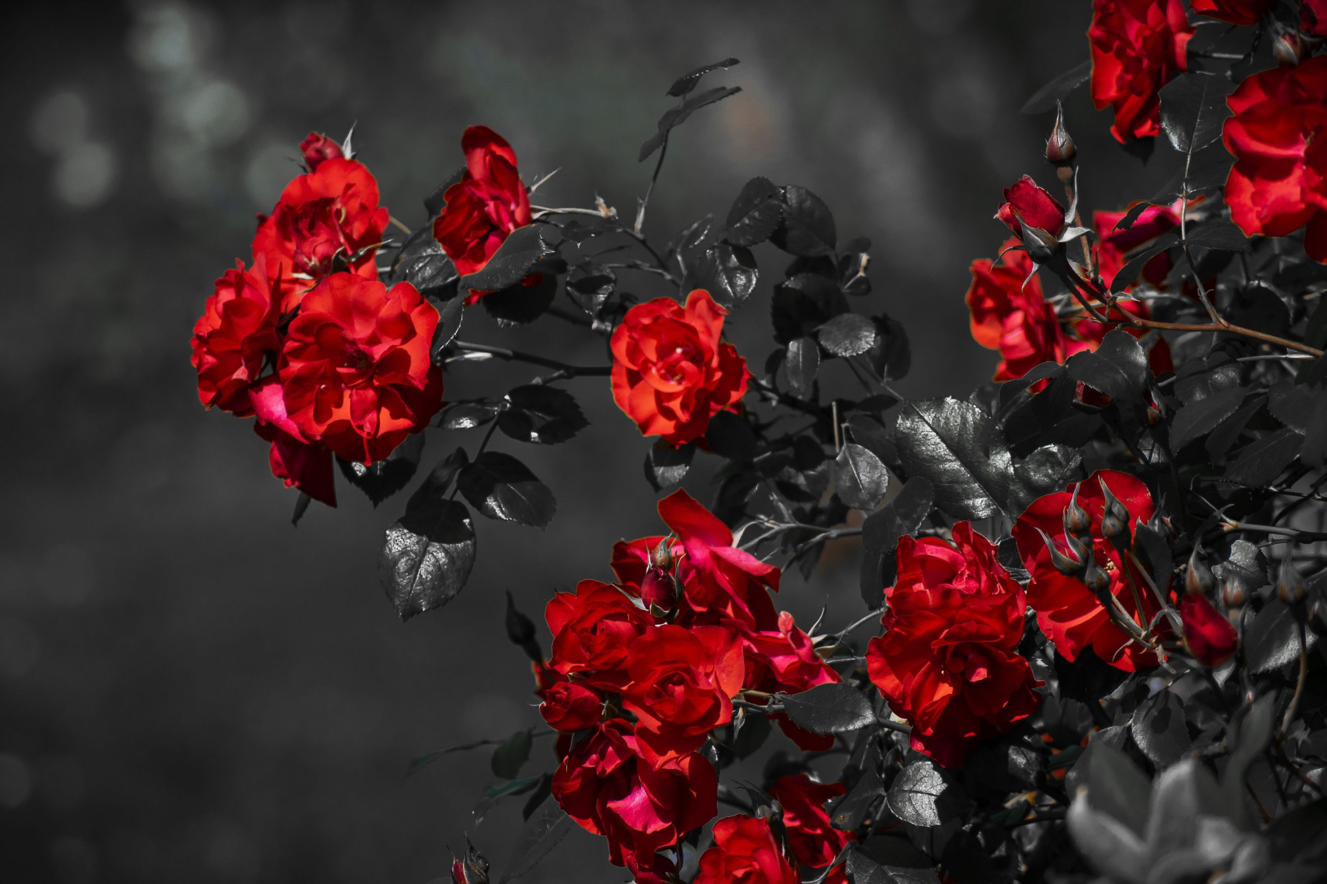 En rouge et noir